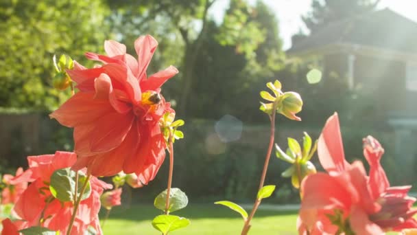 Retired Senior Caucasian Man Gardening — Stock Video