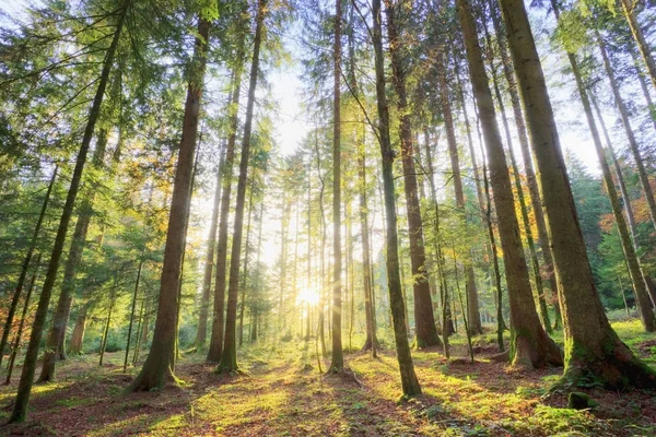 Forest scene at sunset