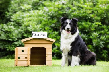 Çoban köpeği köpek evinin yanında duruyor