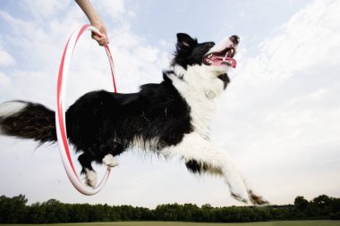 Bir çoban köpeği çemberin içinden atlıyor