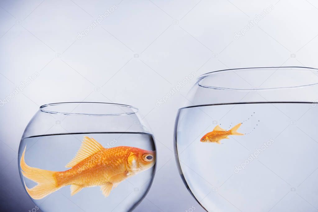 Large and small goldfish face to face