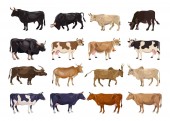 Chov skotu nastaven. Krávy a býci. Boční pohled. Vektorové ilustrace izolované na bílém pozadí