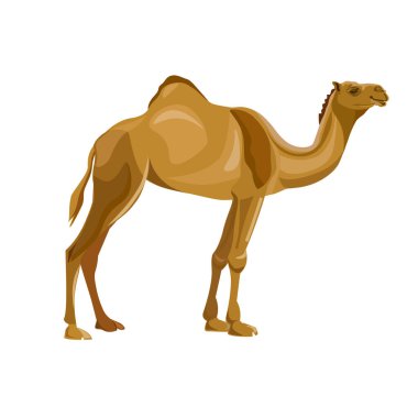 Dromedary, bir seviştiği deve. Beyaz arka plan üzerinde izole vektör çizim