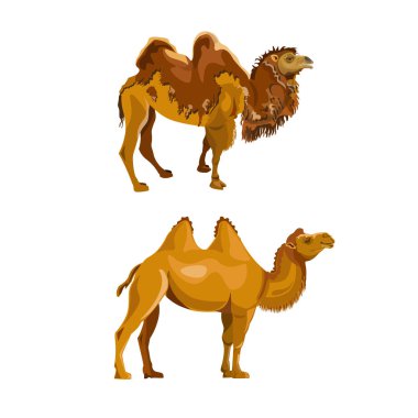 Bactrian camel during and after molting. Vector illustration isolated on white background clipart