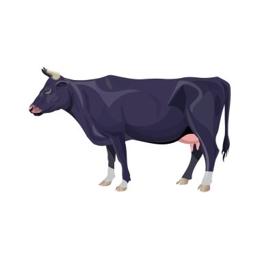 Black cow standing. Side view. Vector illustration isolated on white background clipart