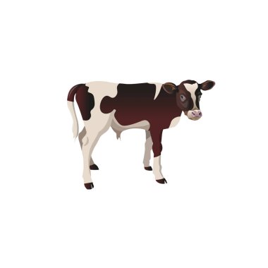 Little calf standing alone. Vector illustration isolated on white background clipart