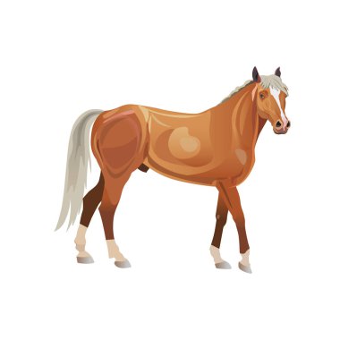 Palomino at. Beyaz arka plan üzerinde izole vektör çizim