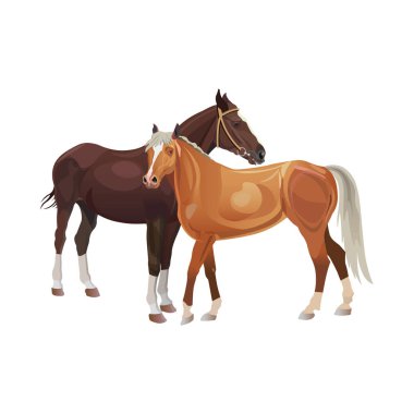 İki at birlikte ayakta. Beyaz arka plan üzerinde izole vektör çizim