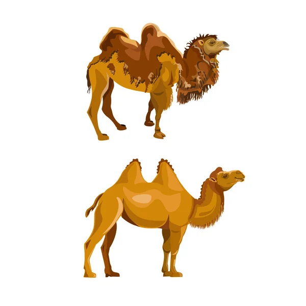 Bactrian Camel Podczas Linienia Wektor Ilustracja Białym Tle — Wektor stockowy