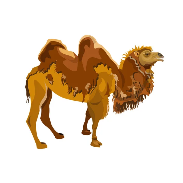 Bactrian Camelo Derramamento Ilustração Vetorial Isolada Sobre Fundo Branco — Vetor de Stock