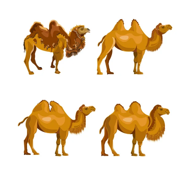Coleção Camelos Bactrianos Ilustração Vetorial Isolada Sobre Fundo Branco —  Vetores de Stock