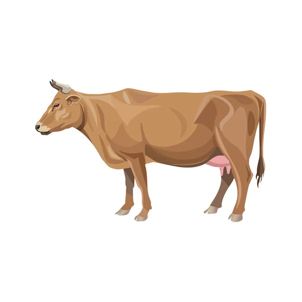 Κόκκινη Αγελάδα Στέκεται Πλαϊνή Όψη Εικονογράφηση Διάνυσμα Που Απομονώνονται Λευκό — Διανυσματικό Αρχείο