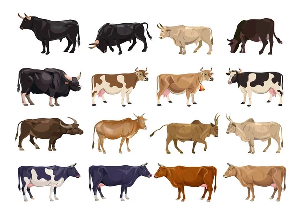 Cattle Breeding Set Cows Bulls Side View Vector Illustration Isolated — Stock Vector