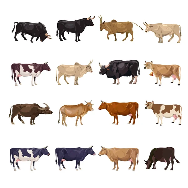 Cattle Breeding Set Cows Bulls Side View Vector Illustration Isolated — Stock Vector