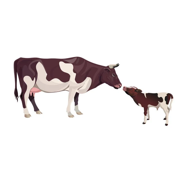 Αγελάδα Μητέρα Μωρό Μοσχάρι Εικονογράφηση Διάνυσμα Που Απομονώνονται Λευκό Φόντο — Διανυσματικό Αρχείο