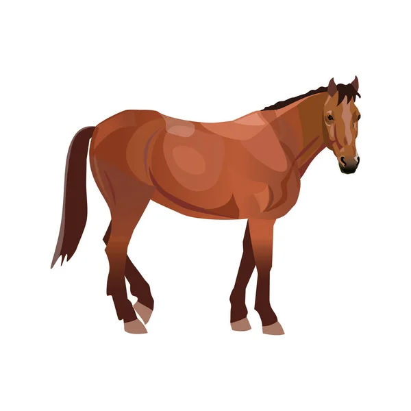 Bay Thoroughbred Horse Vector Illustration Isolated White Background — Stock Vector