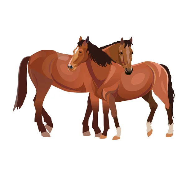 Dos Caballos Arreglándose Ilustración Vectorial Aislada Sobre Fondo Blanco — Archivo Imágenes Vectoriales