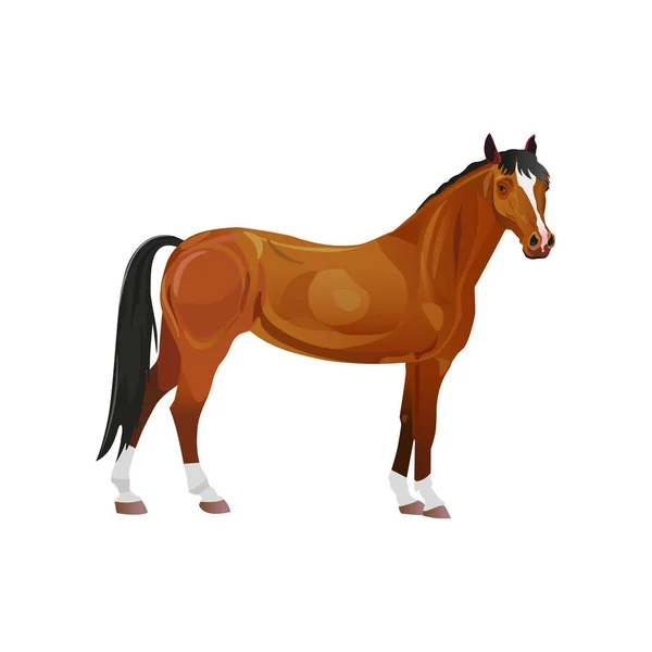 Cavalo Puro Sangue Baía Ilustração Vetorial Isolada Sobre Fundo Branco —  Vetores de Stock