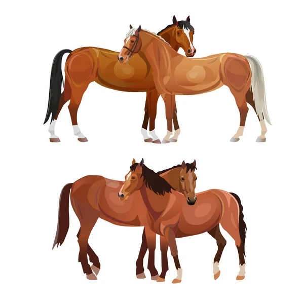 Dos Caballos Arreglándose Ilustración Vectorial Aislada Sobre Fondo Blanco — Vector de stock