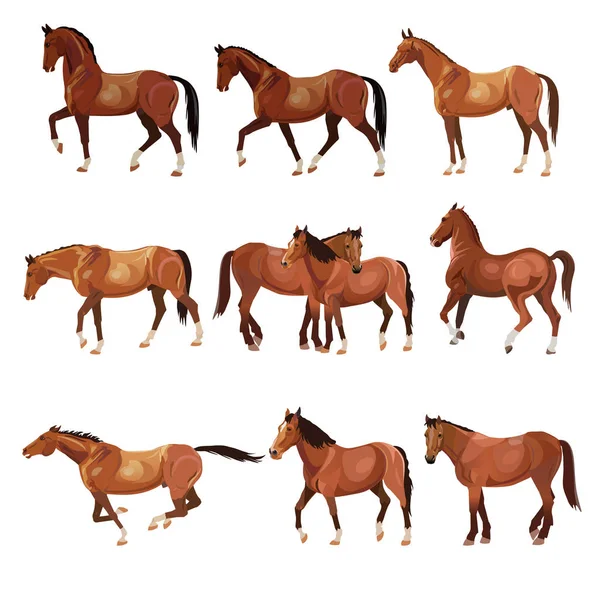 Koně Různých Pózách Kolekce Vektorové Ilustrace Izolované Bílém Pozadí — Stockový vektor
