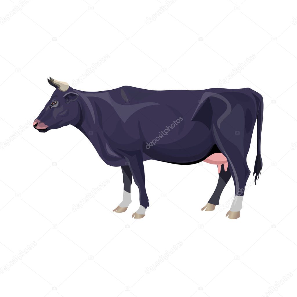 Black cow standing. Side view. Vector illustration isolated on white background