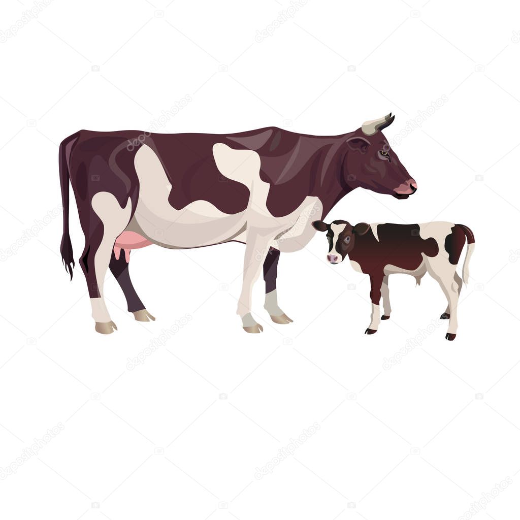 Cow mother with baby calf. Vector illustration isolated on white background