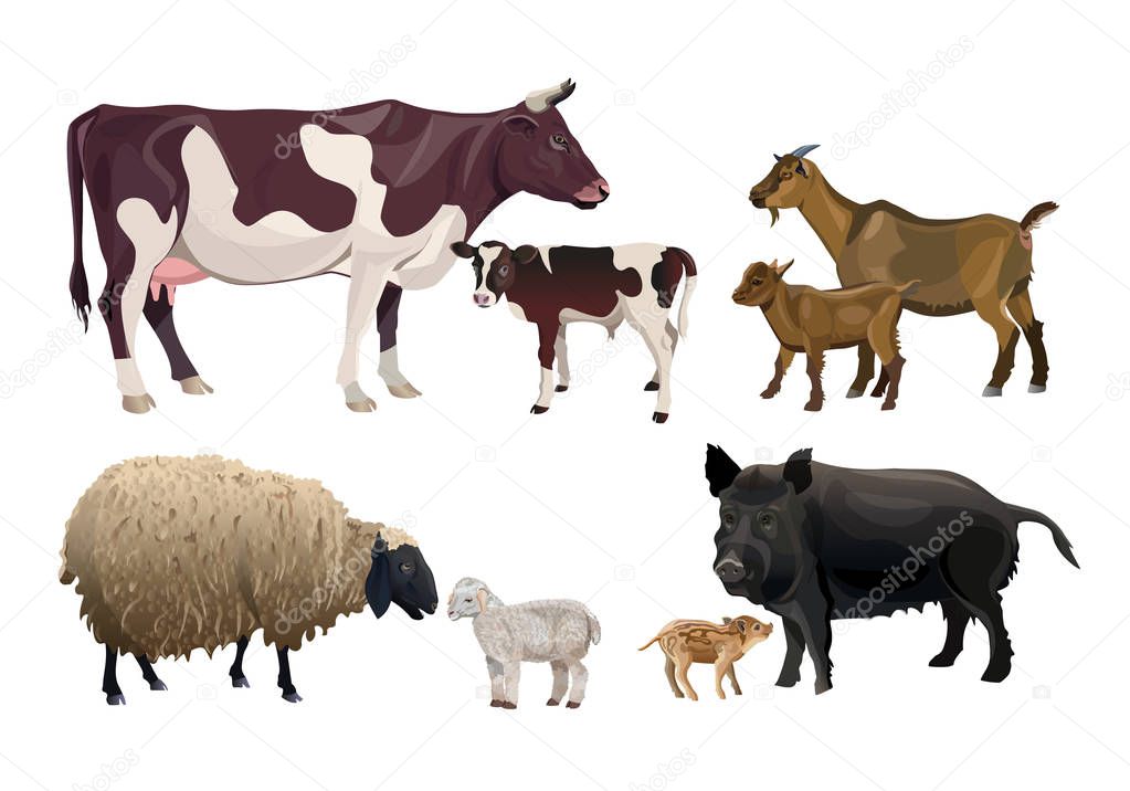 Farm animals and their kids. Cow, goat, sheep and pig. Vector illustration isolated on white background