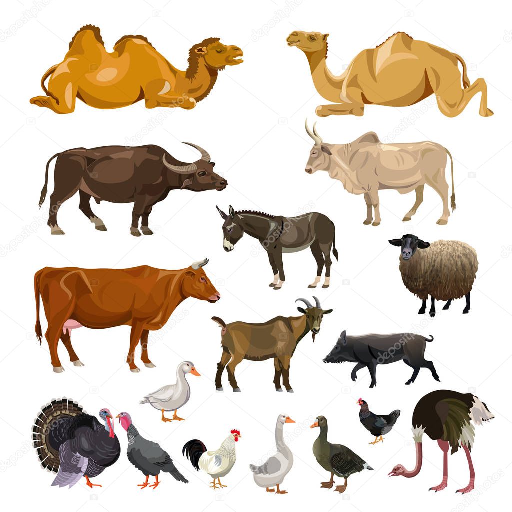 Farm animals set. Vector illustration isolated on white background