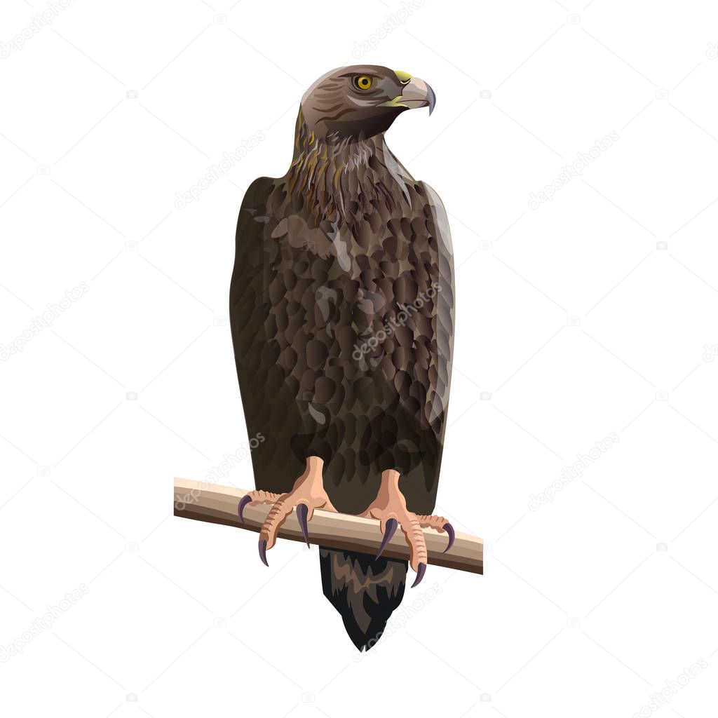 Golden eagle sitting on a tree branch. Vector illustration isolated on the white background