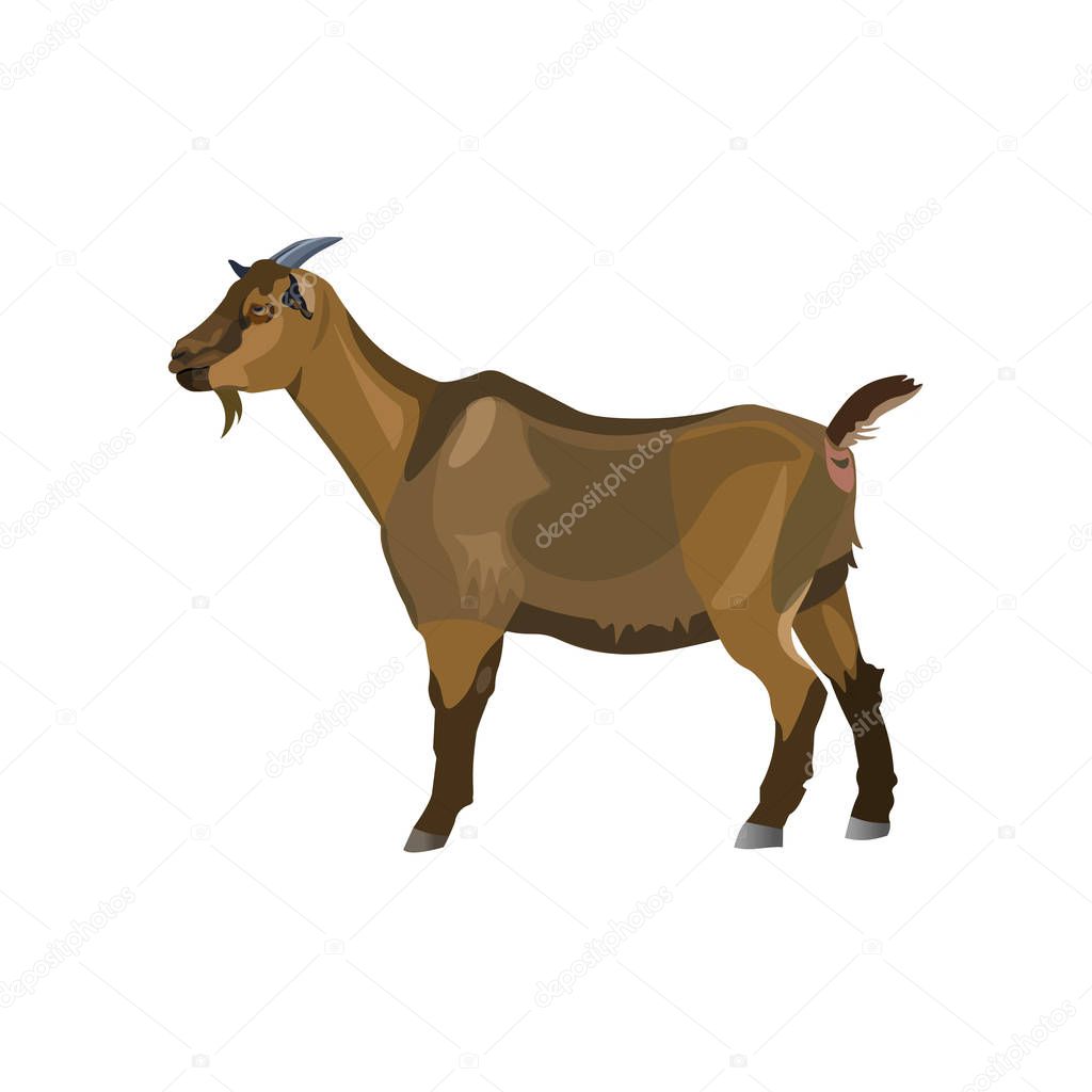 Brown goat standing side view. Vector illustration isolated on white background