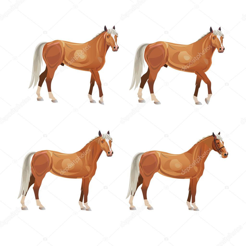 Horses in various poses. Collection of vector illustrations isolated on white background