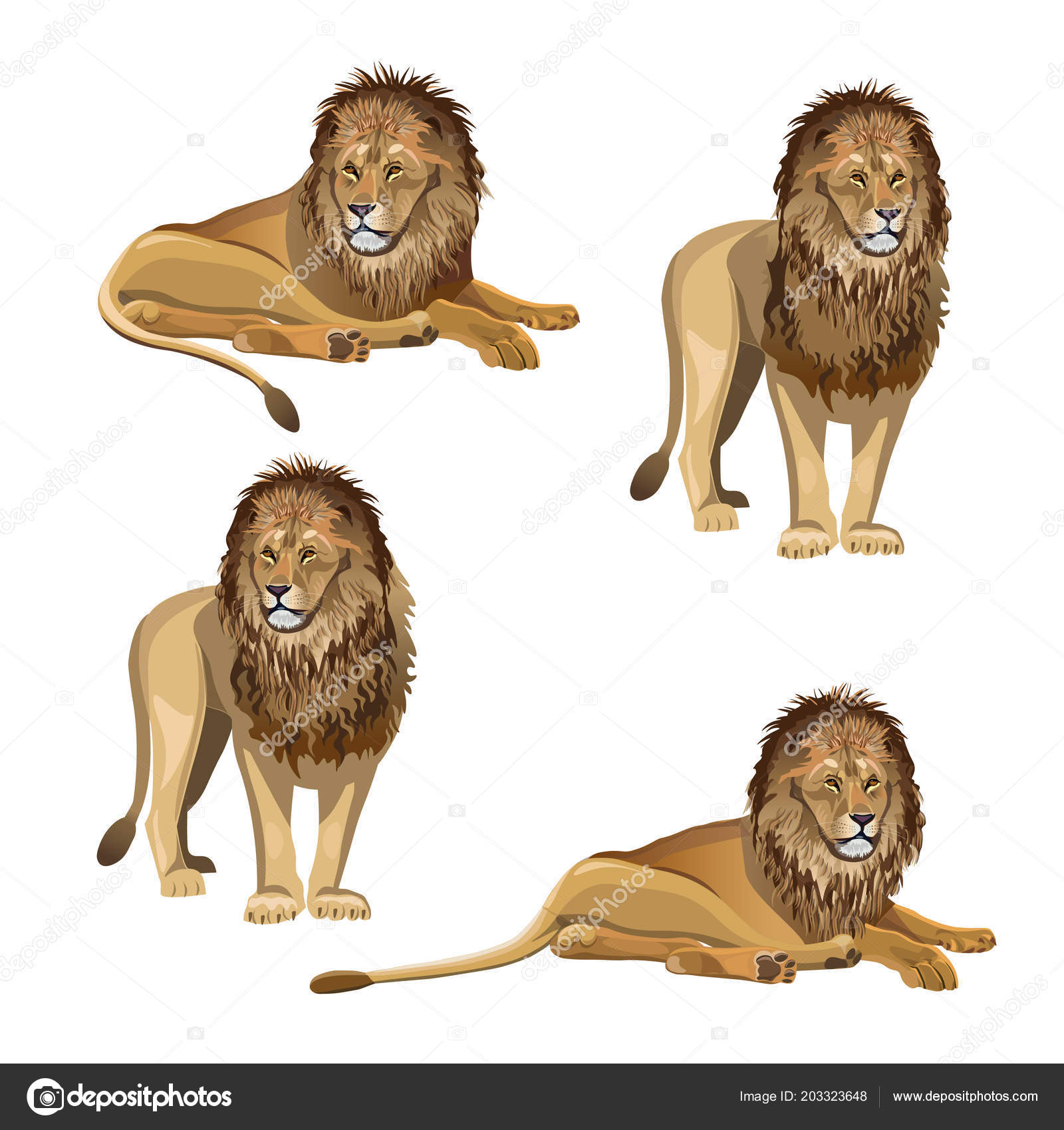 收集各种姿势的狮子在白色背景上隔离的矢量插图图库矢量图©newgena 203323648