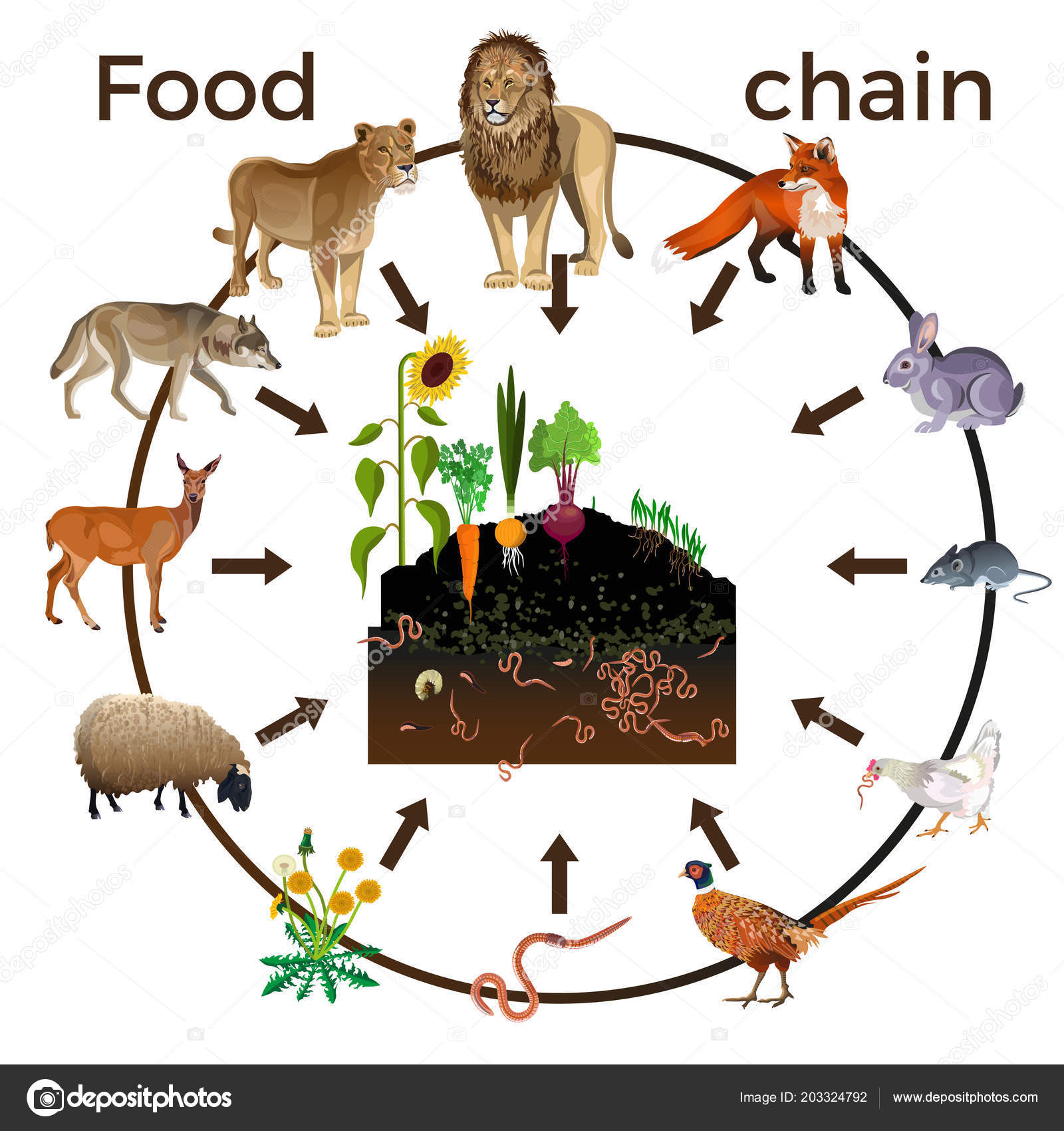 land food chains