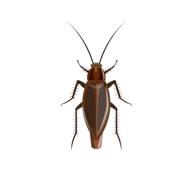 German cockroach. Vector illustration isolated on white background clipart