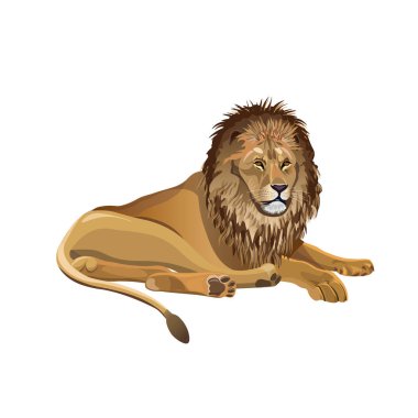 Afrika aslanı aşağı yalan. Beyaz arka plan üzerinde izole vektör çizim