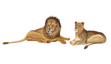 Dişi aslan ve erkek aslan aşağı yalan. Beyaz arka plan üzerinde izole vektör çizim