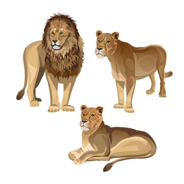 İki lionesses ile aslan. Beyaz arka plan üzerinde izole vektör çizim