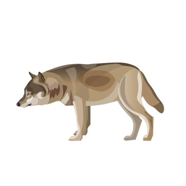 Gri kurt ayakta. Beyaz arka plan üzerinde izole vektör çizim