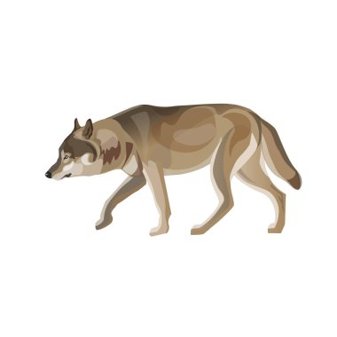 Gri kurt paça. Beyaz arka plan üzerinde izole vektör çizim