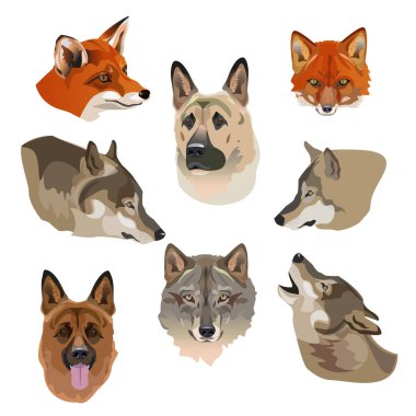 Kurt, tilki ve köpekler portreleri. Beyaz arka plan üzerinde vektör çizim seti