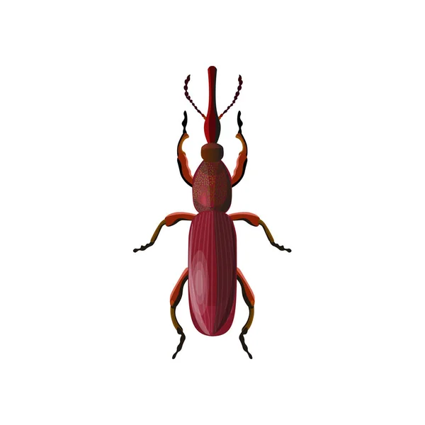 Lurus Bermoncong Kumbang Weevil Ilustrasi Vektor Diisolasi Pada Latar Belakang - Stok Vektor