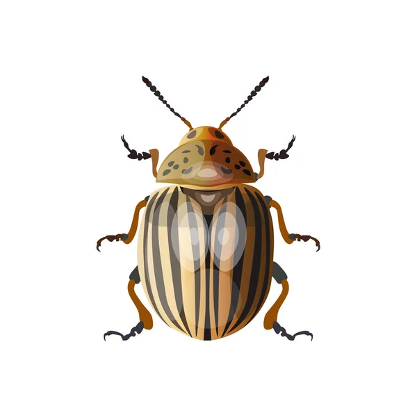 Colorado Potato Beetle Vector Illustration Isolated White Background — Stock Vector