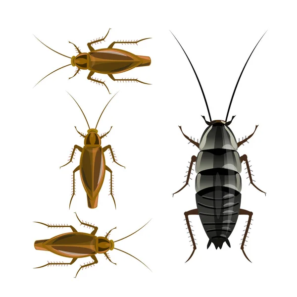 Oriental German Cockroaches Vector Illustration Isolated White Background — Stock Vector