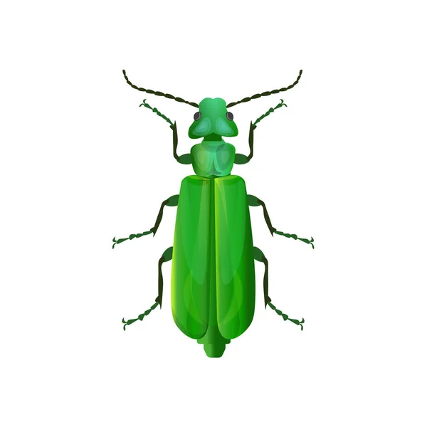 Spanish Fly Blister Beetle Vector Illustration Isolated White Background — Stock Vector