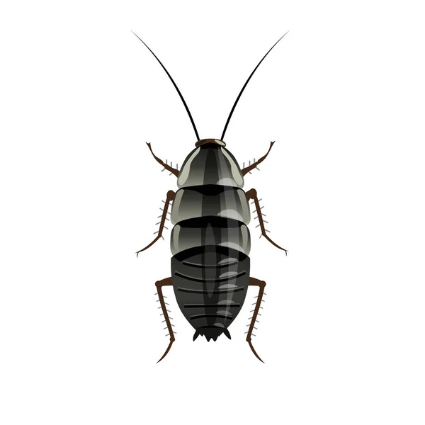 東洋ゴキブリ画像 白い背景で隔離のベクトル図 — ストックベクタ
