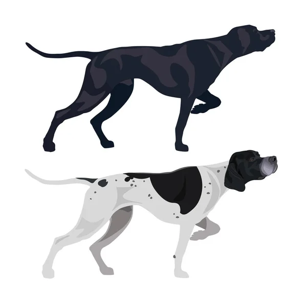 Black Spotted English Pointers Vector Illustration Isolated White Background — Stock Vector