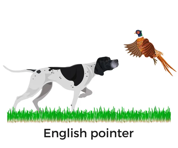 English Pointer Pheasant Hunting Vector Illustration Isolated White Background — Stock Vector