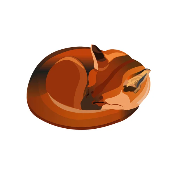 Red Fox Opgerold Vectorillustratie Geïsoleerd Witte Achtergrond — Stockvector