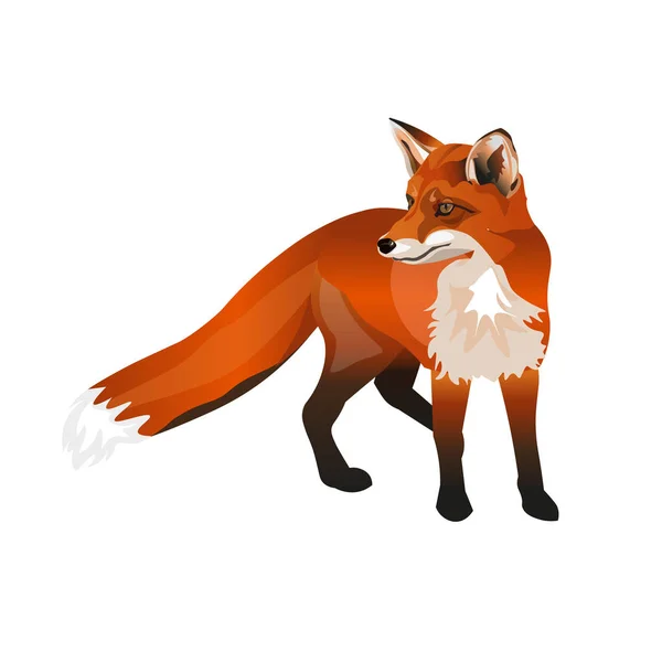 Stałego Red Fox Wektor Ilustracja Białym Tle — Wektor stockowy