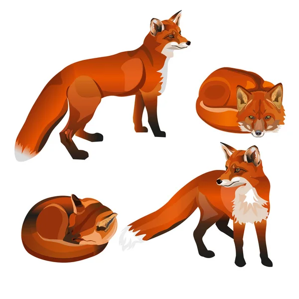 Red Fox Instellen Vectorillustratie Geïsoleerd Witte Achtergrond — Stockvector